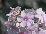 Phlox Pink_1 